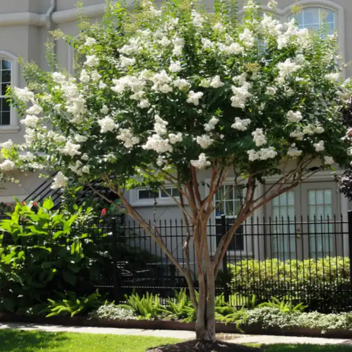 Healthy crape myrtle tree with white blooms, maintained through fertilization and weed control in North Mississippi.