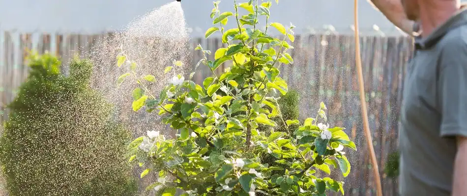 Deep-root fertilization probe injecting nutrients into tree roots – tree fertilization in North Mississippi.