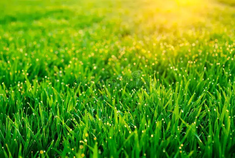 Close-up of healthy green grass blades with morning dew in North Mississippi
