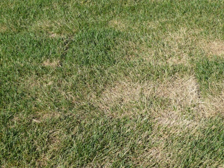 Patchy lawn with brown and green grass needing turf treatment in North Mississippi
