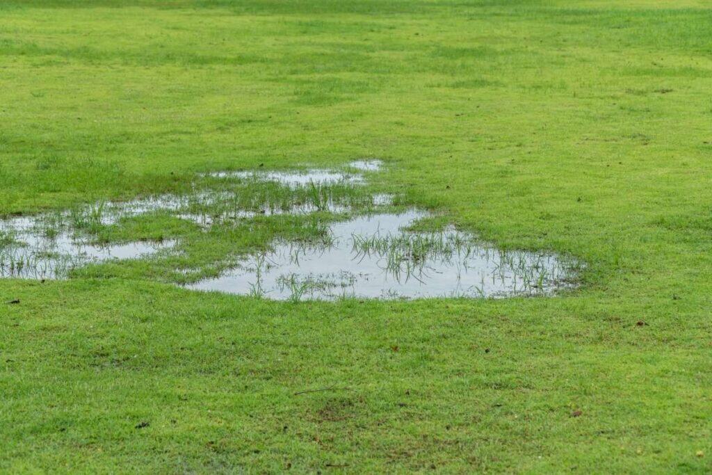 Standing water puddle on lawn invites mosquitoes; control and prevention in North Mississippi.